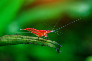 A green beautiful planted tropical freshwater aquarium with fishes and shrimps.Cherry dwarf shrimp stay on green leaf of water plant in fresh water aquarium tank