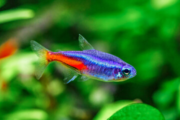 A green beautiful planted tropical freshwater aquarium with fishes and shrimps.Plants and neon tetra fish in freshwater aquarium.