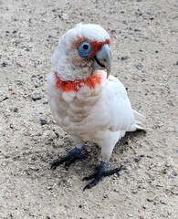 Long-Billed Corella