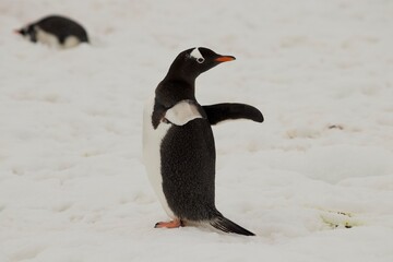 Fototapeta premium Beautiful Penguin pictures in the breath taking view of Antarctica