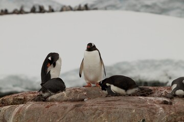 Beautiful Penguin pictures in the breath taking view of Antarctica