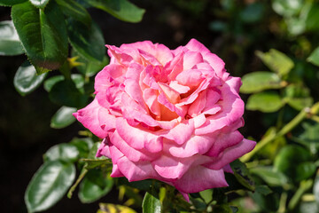 Tea Rose