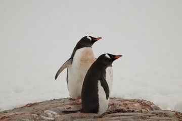 Fototapeta premium Beautiful Penguin picture in the beautiful Antarctica