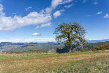 Lonely tree with partially fallen leaves on green grass. Mountains, hills and sky with clouds in the background