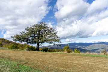 Lonely tree with partially fallen leaves on green grass. Mountains, hills and sky with clouds in the background