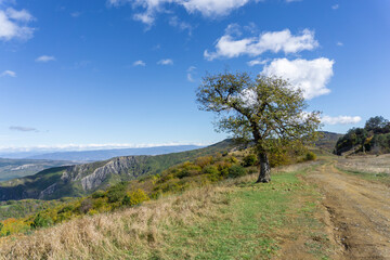 Lonely tree with partially fallen leaves on green grass. Mountains, hills and sky with clouds in the background