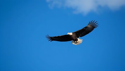 Naklejka premium Majestic Bald Eagle soaring against a vast blue sky