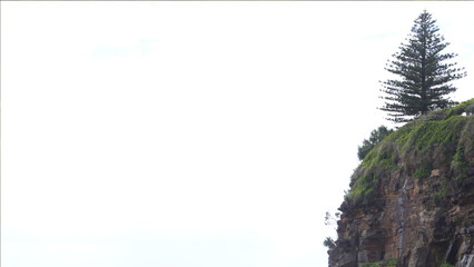 Cliff tree near the ocean