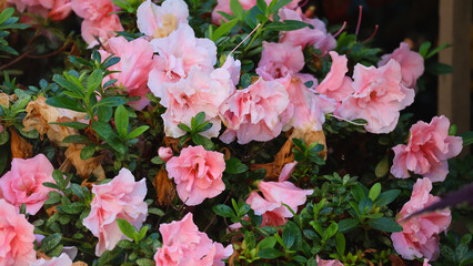 pink flower in the garden 