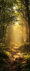Obraz premium A forest floor under dense foliage with lens flare and dappled light, dense foliage, forest floor
