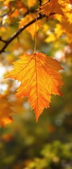 Obraz premium A large golden maple leaf takes center stage against a backdrop of fading green summer foliage , autumn colors, foliage change, outdoor landscape, seasonal transitions.