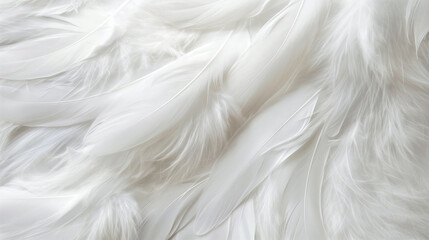Obraz premium White Feather Pattern Texture Background with a Soft and Wooly Appearance