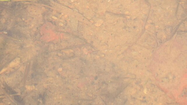 Small fish in the waters. Small tiny fishes are moving in the waves of water in the rice field. Fishes are swimming under the water
