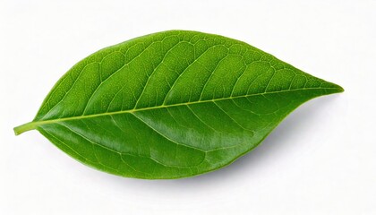 Obraz premium Single Green Leaf Of Jasmine 