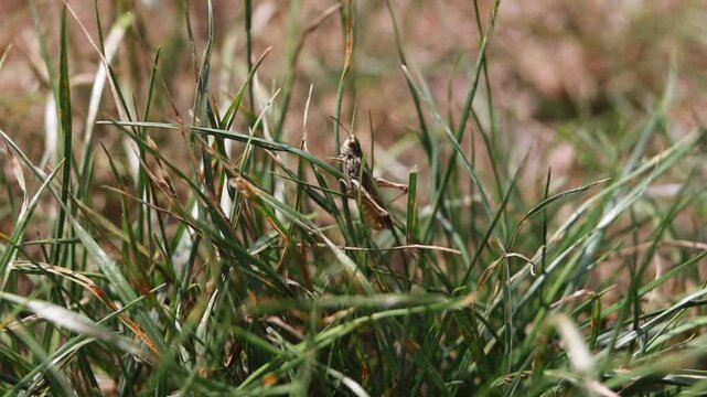 La petite sauterelle (Chorthippus mollis)