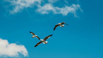 Obraz premium Beauty of flying birds combined with natural scenery