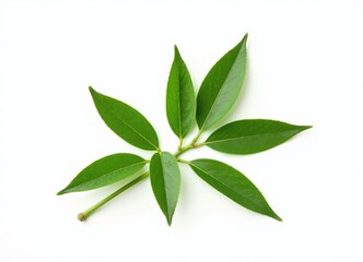 Green Leaf Sprig on White Background.