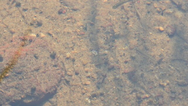 Small fish in the waters. Small tiny fishes are moving in the waves of water in the rice field. Fishes are swimming under the water