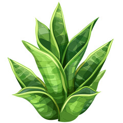 Snake plant on white 