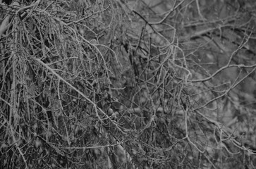 A close up of a tree branch with snow on it. The branch is bare and the snow is covering it. The image has a moody and somber feel to it.