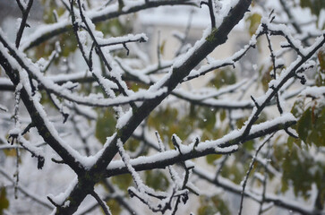 A tree branch covered in snow. The snow is white and fluffy. The branch is bare and has no leaves.