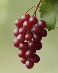 Fototapeta premium A cluster of glistening red grapes hangs from a green leafy vine, showcasing their fresh, juicy appeal.