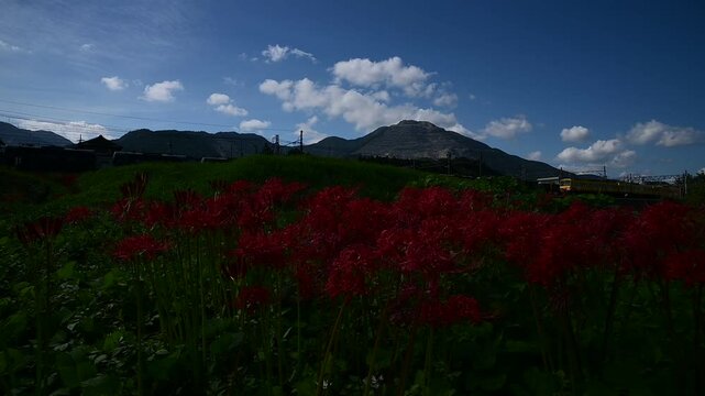 彼岸花の咲く東藤原駅を発車する普通列車 （三岐鉄道 三岐線 東藤原駅, 2024年10月）