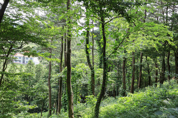 제주도 제주시 봉개동 안세미오름