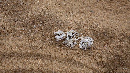 sand beach dried coral white 