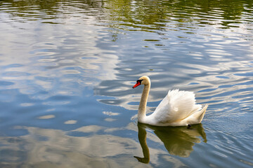 Majestic swan gliding gracefully across a serene pond reflecting blue skies