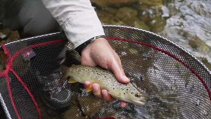 Demonstrating catch and release fishing technique in a tranquil river setting