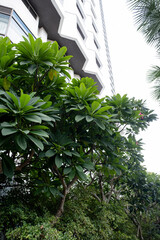 plumeria flowers on tree, sky background