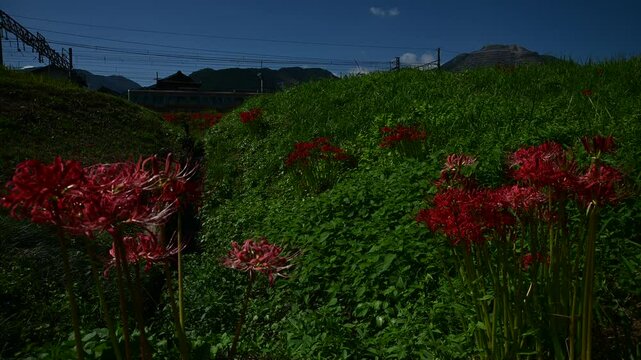 彼岸花の咲く東藤原駅を発車する普通列車 （三岐鉄道 三岐線 東藤原駅, 2024年10月）