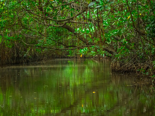 Baan Bang Pu, Pattani area is famous for its natural beauty of pristine mangrove forest and eco tourism.