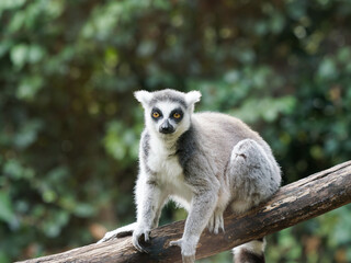 close-up of a cute ring-tailed lemur. Images of Lemur, Ring-tailed lemur, Monkey. Close up Lemur monkey at the zoo, summer day. Cute extic animal.