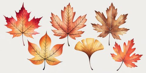 Fototapeta premium Autumn Watercolor Leaves Collection: A vibrant set of watercolor maple and ginkgo leaves in warm autumnal hues. Perfect for seasonal designs and fall-themed projects.