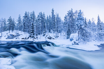 winter forest in the snow