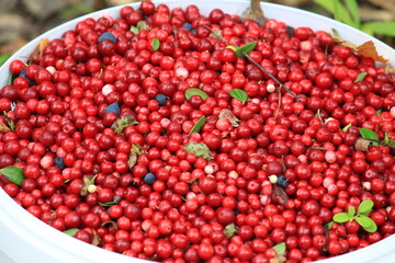 a full bucket of red ripe lingonberries mixed with blueberries