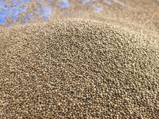 A farmer is holding perilla seeds in both hands.