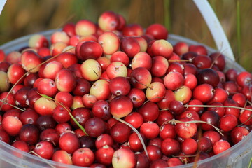 cranberries in a bucket