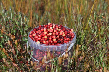 cranberries in a bucket