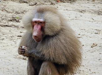 Hamadryas baboon in the summer. Animal