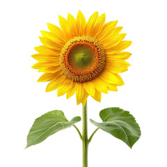 Obraz premium sunflower isolated on transparent background