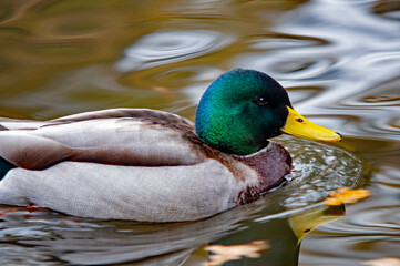 Nahaufnahme eines prächtigen Stockenten-Erpels auf dem Wasser