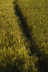 textura de cesped verde sunset fondo