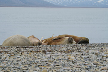 Spitzbergen, Svalbard, Longyearbyen, Walross, Odobenus rosmarus