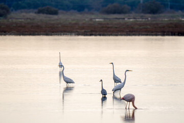 Italy Tuscany Grosseto Castiglione della pescaia, maremma Diaccia Botrona  flamingos in the lagoon feed