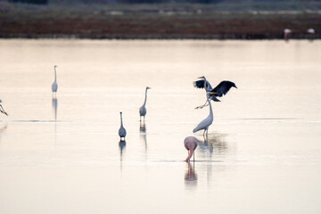 Italy Tuscany Grosseto Castiglione della pescaia, maremma Diaccia Botrona  flamingos in the lagoon feed
