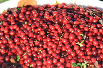 Red ripe lingonberry close up