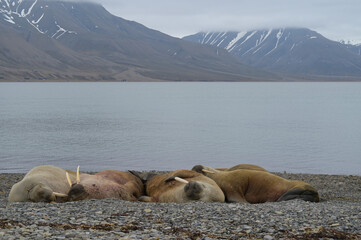 Spitzbergen, Svalbard, Longyearbyen, Walross, Odobenus rosmarus